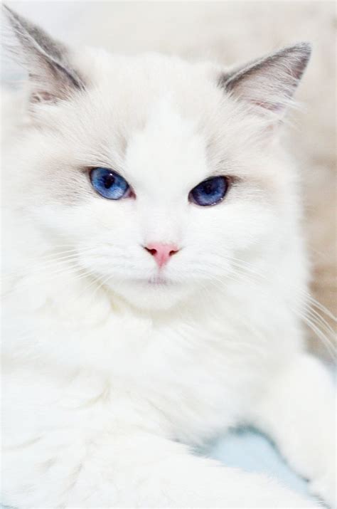 Incredible Cute Fluffy Cats Breeds Pretty Cats Beautiful Cats