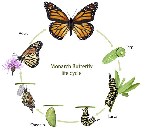 Butterfly Metamorphosis — Charlotte Rhoades Park And Butterfly Garden