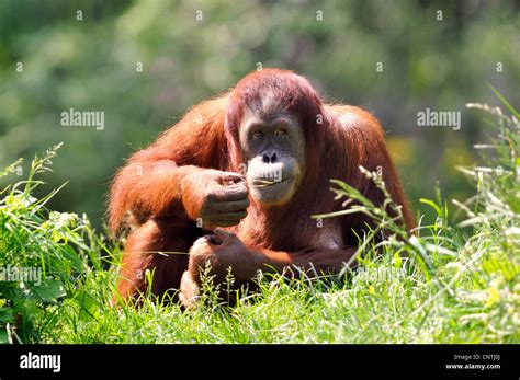 Sumatran Orangutan Pongo Pygmaeus Abelii Pongo Abelii Sitting In A