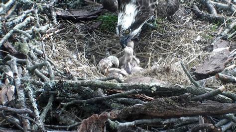 Full Nest For Perthshire Ospreys As Third Chick Hatches Walkhighlands