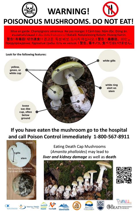 What Does A Death Cap Mushroom Look Like All Mushroom Info