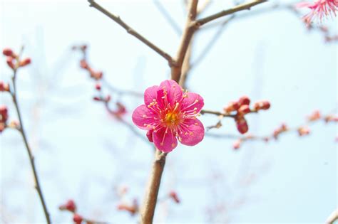 Juegos de diseño de moda para chicas. Albaricoque japonés, Ume