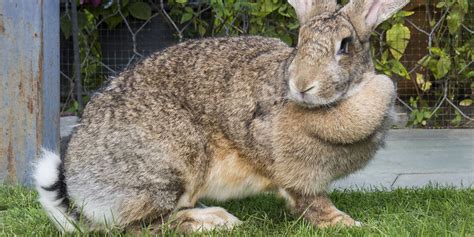 Flemish Giant Rabbit Breeds Flemish Giant Rabbits For Sale Lutz Fl