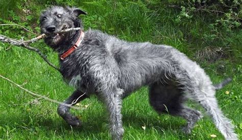 Irish Wolfhound Puppy Area