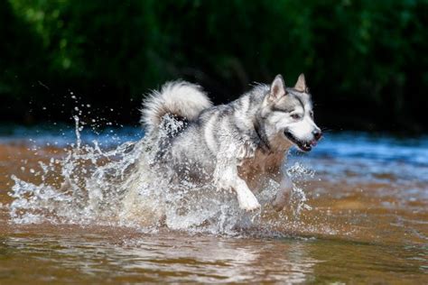 Maybe you would like to learn more about one of these? These 12 dog breeds might be banned from Dubai soon - What ...