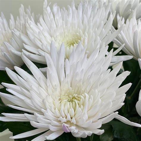 10 Anastasia White Chrysanths Nova Blooms Uk