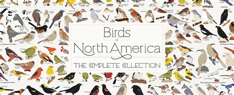 New Birds Of North America Poster 740 Species