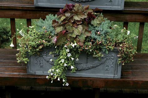 Fertilize plants in pots and trim plants after flowering to encourage. 10 Plants for Year-round Containers - FineGardening