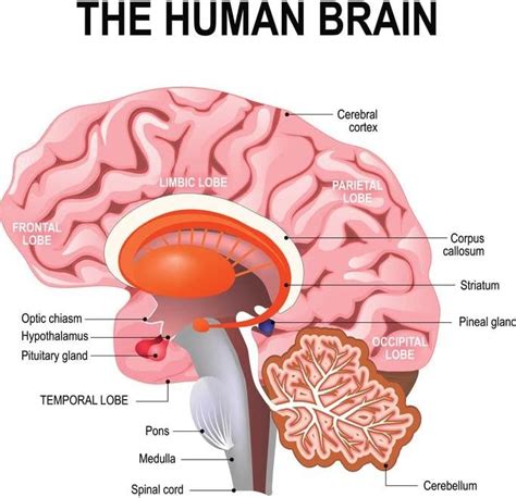 Amazon.com: Detailed Anatomy of The Human Brain Chart Cubicle Locker
