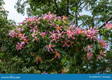 Silk Floss Tree Ceiba Speciosa Stock Photo Image Of Park Botany