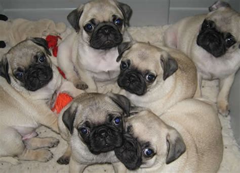 We are located just north of boston massachusetts, also serving maine, vermont, new hampshire, rhode island, connecticut and new york. Pug Puppies for sale in Massachusetts MA Pugs for sale