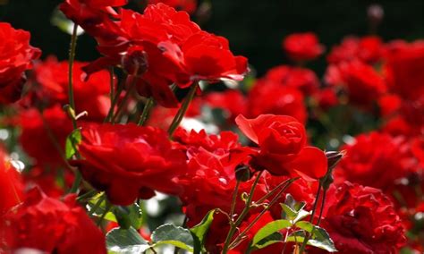 Pair Of Mini Standard Red Flowering Patio Rose Trees