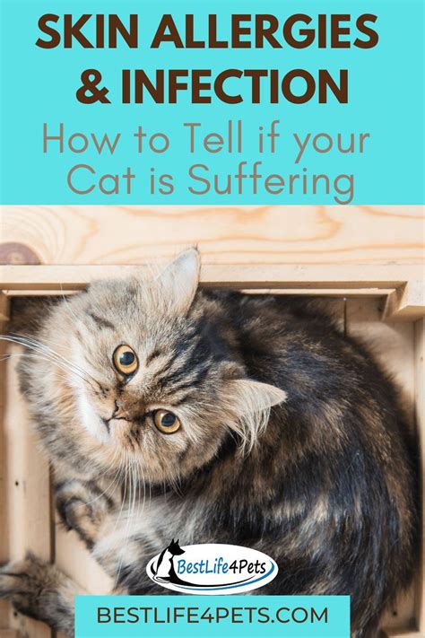 Common Cat Allergies How To Spot And Treat Them Artofit