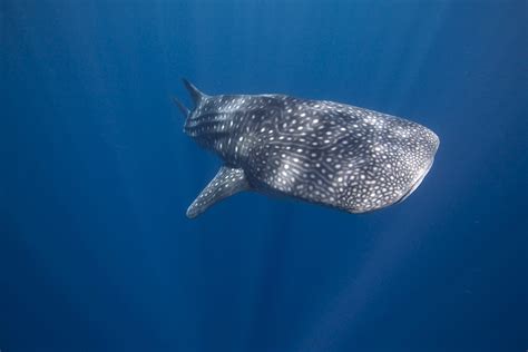 Whale Shark Guide What They Eat Where Theyre Found And Why Theyre