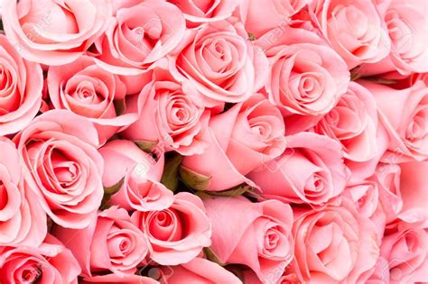 Tổng Hợp 800 Rose Pink Backgrounds Gợi Cảm Và Lãng Mạn