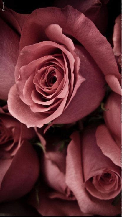 Find the best and most beautiful flower wallpapers and images! ~Marsala roses | きれいなバラ, バラ, 綺麗な花