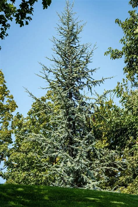 Weeping Blue Atlas Cedar Tree For Sale Buying And Growing Guide