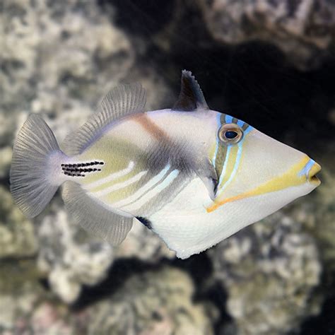Humu Picasso Triggerfish Saltwater Aquarium Fish For Marine Aquariums