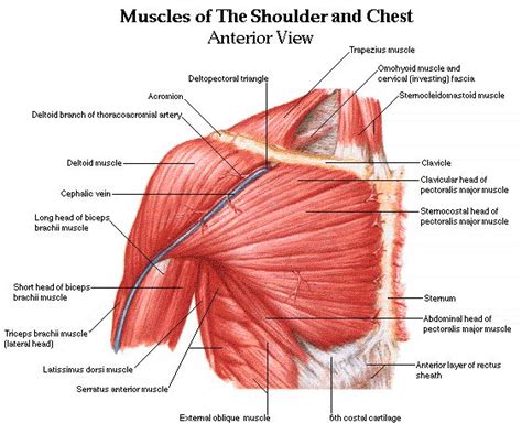 Movements of the human shoulder represent the result of a complex dynamic interplay of structural bony anatomy and biomechanics, static ligamentous and tendinous restraints, and dynamic muscle forces. Shoulder muscles and chest - human anatomy diagram - Am ...