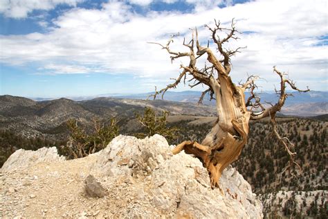 Oldest Living Trees Bristlecone Pine