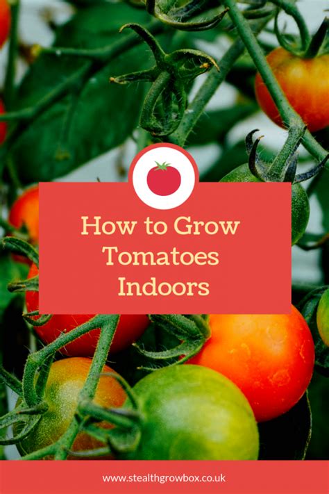 You can overwinter dwarf citrus plants, compact figs, and many other tropical container plants and houseplants in the tall bamboo led grow light garden. You can grow tomatoes indoors, even in the winter time ...