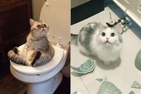 25 Cats Who Messed Up But In The Cutest And Most Hilarious Way
