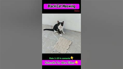 Black Cat Meowing Cat Meows Cat Tik Tok Shorts Youtube