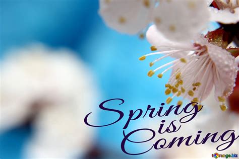 Spring Joy Spring Is Coming Download Free Picture №175915