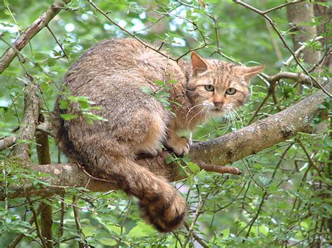 European Wildcat Amazing Facts And Photographs The Wildlife