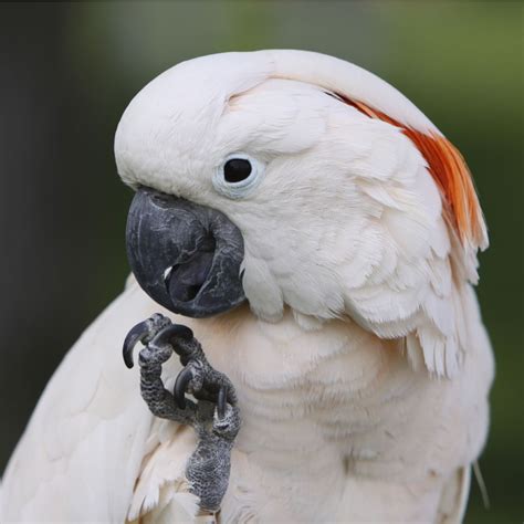 Goffin's cockatoo (cacatua goffini) populations are suspected to be declining at a outcomes: Goffin Cockatoo 5 | Pet birds, Cockatoo, Animals