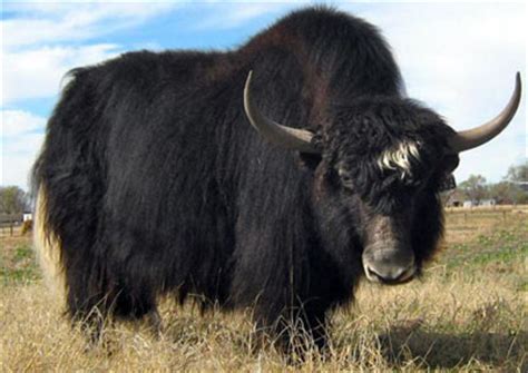 Yak Facts, History, Useful Information and Amazing Pictures