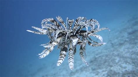 Mesmerizing Video Shows Swimming Feather Star