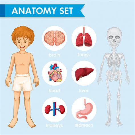 Ilustración Médica Científica De órganos Del Cuerpo Humano Vector