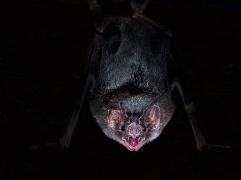 Wild Vampire Bats Socially Distance When They Get Ill The Independent
