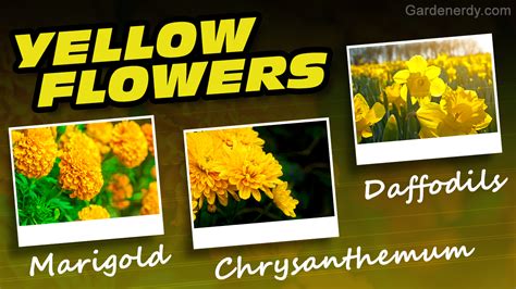An Awesome List of Yellow Flower Names: How Many Do You ...