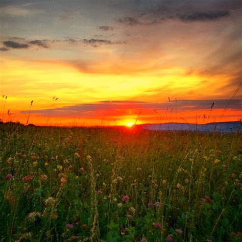Wildflowers Field Sunset Romania Photo On Sunsurfer