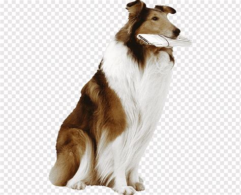 German Shepherd Lassie Cat Dog Breed Dog Animals Carnivoran Pet Png