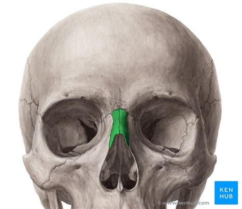 Lateral ankle injury assessment online course: Nasal bone: Anatomy, borders, function, development | Kenhub