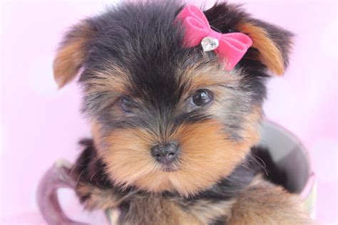 Get healthy pups from responsible and professional breeders at puppyspot. Beautiful Teacup Yorkie Puppies Miami Ft. Lauderdale Area | Teacups, Puppies & Boutique