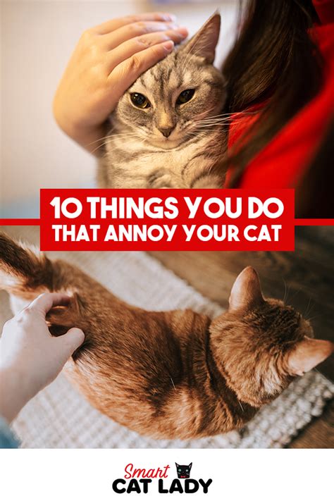 10 Things You Do That Annoy Cat Annoyed Cat Cats Cat Facts
