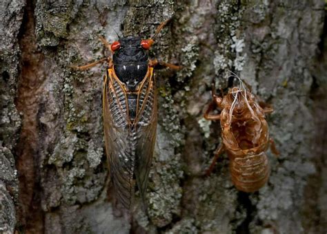Trillions Of Brood X Cicadas Move Closer To Emergence As Soil