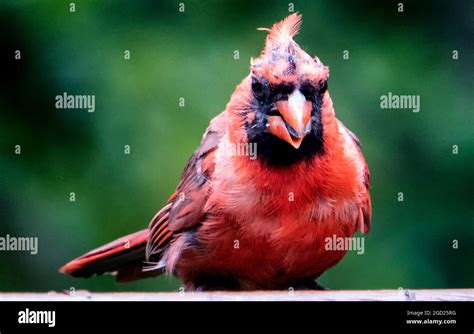 Molting Northern Cardinal On The Backyard Fence Stock Photo Alamy