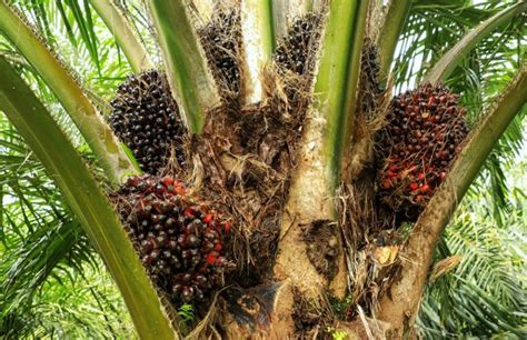 Oil palms, with giant bunches of red fruit growing beneath unruly fronds, are an ancient staple crop. Malaysia to pilot blockchain for sustainable palm oil ...