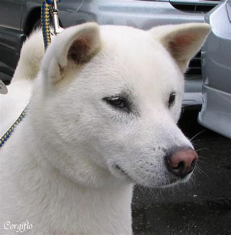 Pin By Tiira On Kishu Dog Breeds Animals Breeds