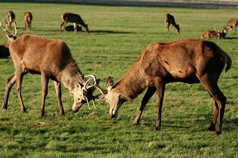 Stag Fighting 4 Taken In Richmond Park On A Trip With My F Flickr