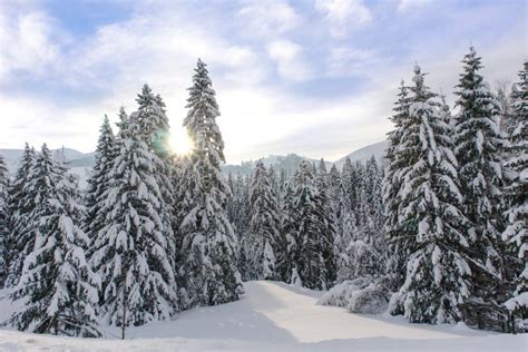 Snowy Alpine Trees Xi Stock Photo Image Of Cold Landscape 36268486