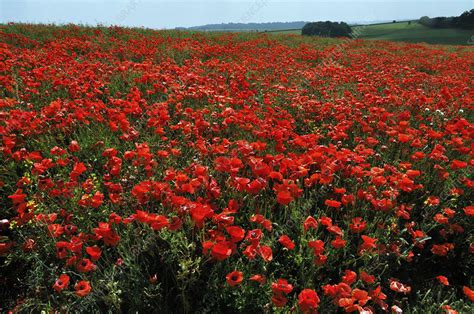 Common Poppies Papaver Rhoeas In Field Stock Image C0550034