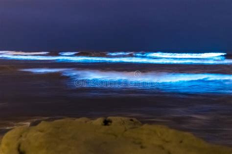 32 Bioluminescent Algae California Images Cool Aquascaping