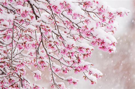 Snow On Cherry Blossoms By Julie Richie Ubicaciondepersonascdmxgobmx
