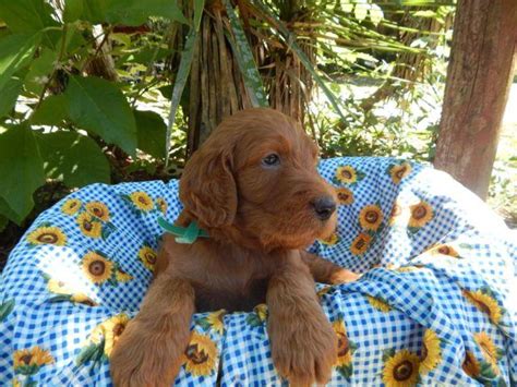 Family raised goldendoodle and irish doodle puppies for sale in wisconsin minnesota area. Irish Doodle Puppies for Sale in Jacksonville, Florida ...